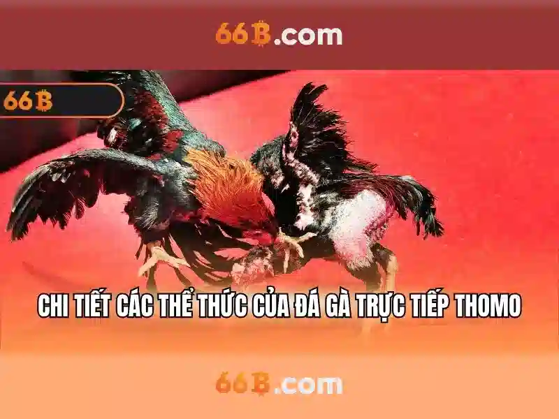 nhận thưởng 66b - hành trình thương hiệu và trải nghiệm người dùng