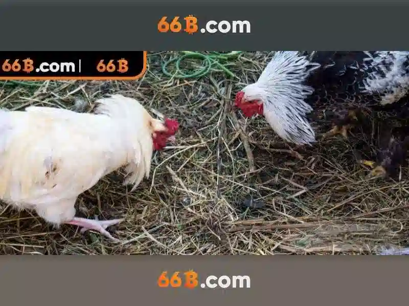 Pt6a-66b: Đột phá công nghệ và cộng đồng 66b trong CNTT