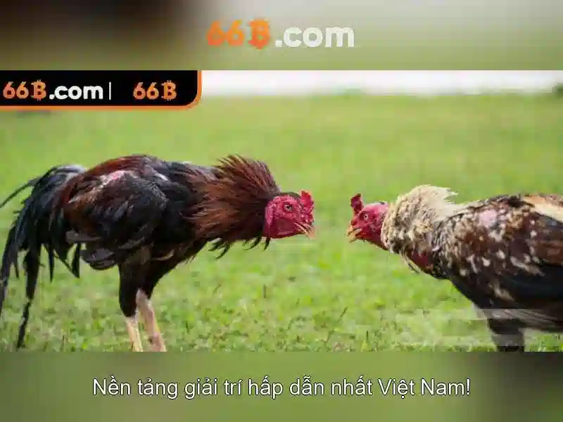 Khái niệm cơ bản về 66b