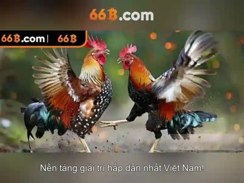 66b ngày nay và tiềm năng tương lai